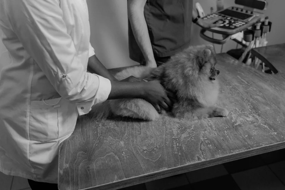 Hình ảnh tại Phòng Khám Thú Cưng Love Pet 6