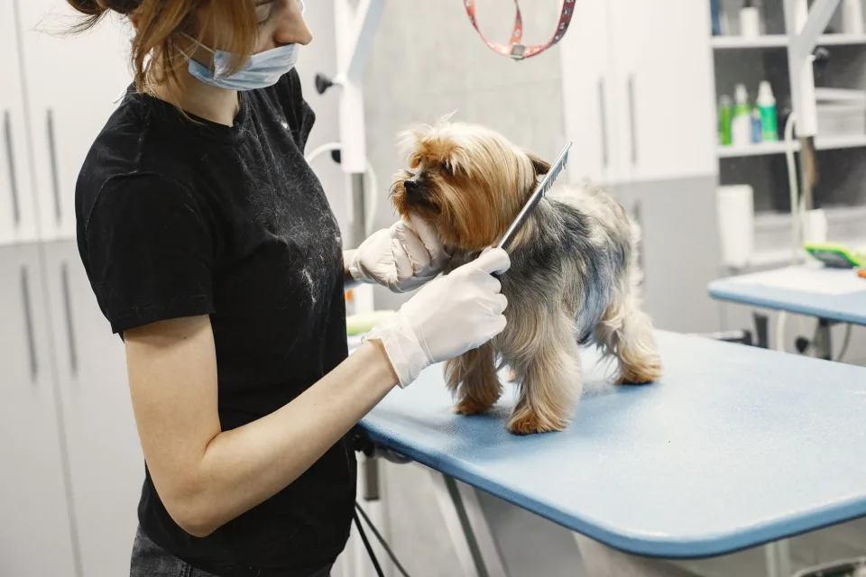 Hình ảnh tại Phòng Khám Thú Cưng Love Pet 4