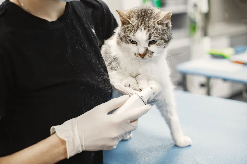 Hình ảnh tại Phòng Khám Thú Cưng Love Pet 5