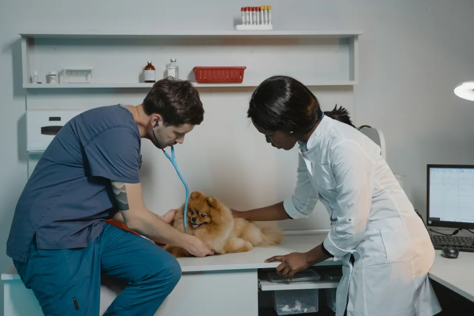 Tại Phòng Khám Thú Cưng Love Pet